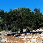 Olive House Rab Apartamento Barbat na Rabu