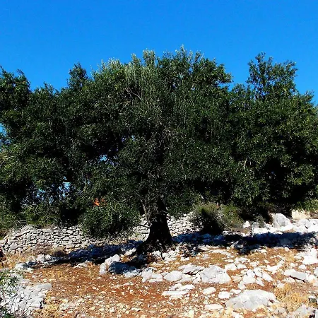 Olive House Rab Apartament Barbat na Rabu